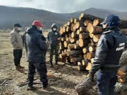 Illegal wood collectors fined